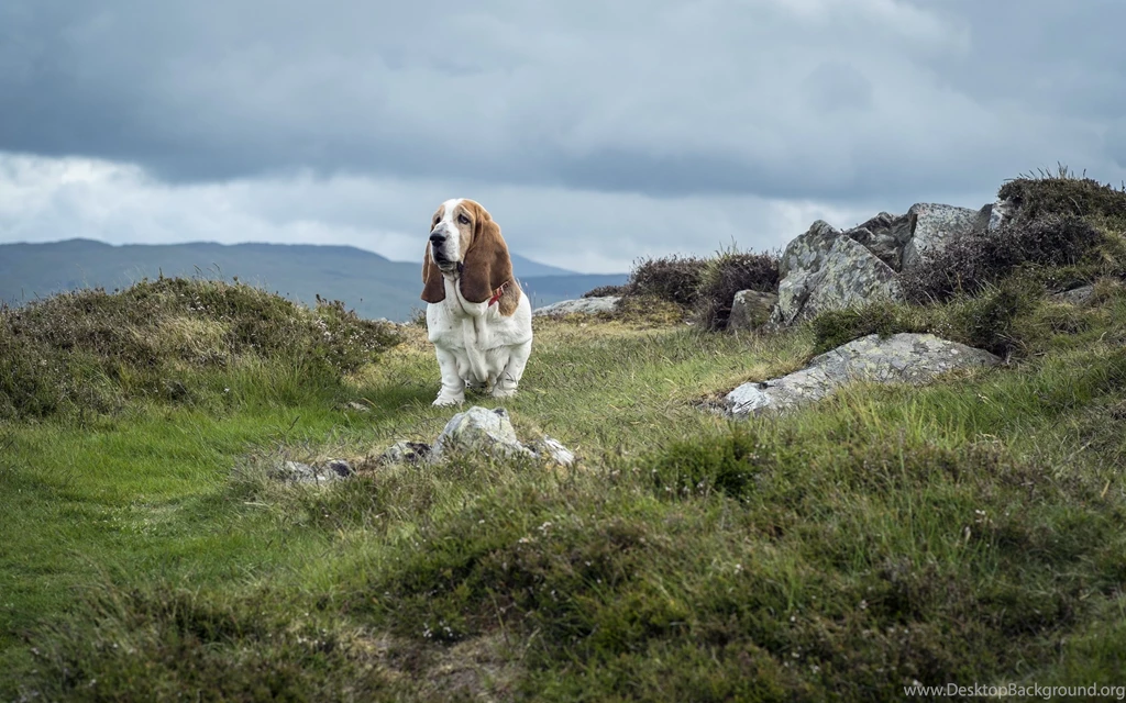 Basset Hound Wallpapers HD