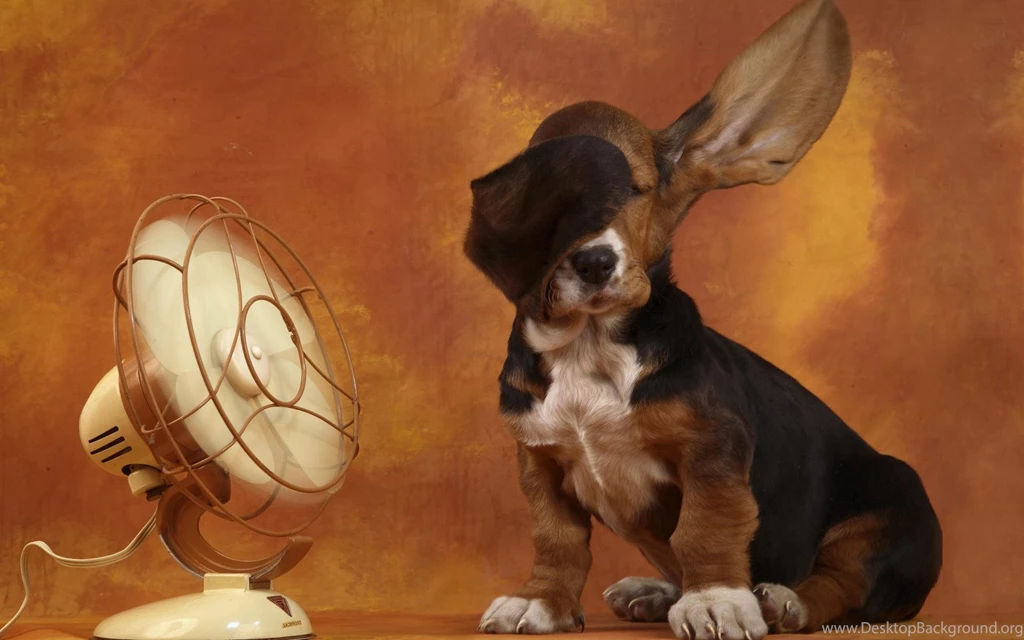 Animals Archives Page 7 Of 9 HD Wallpapers Source