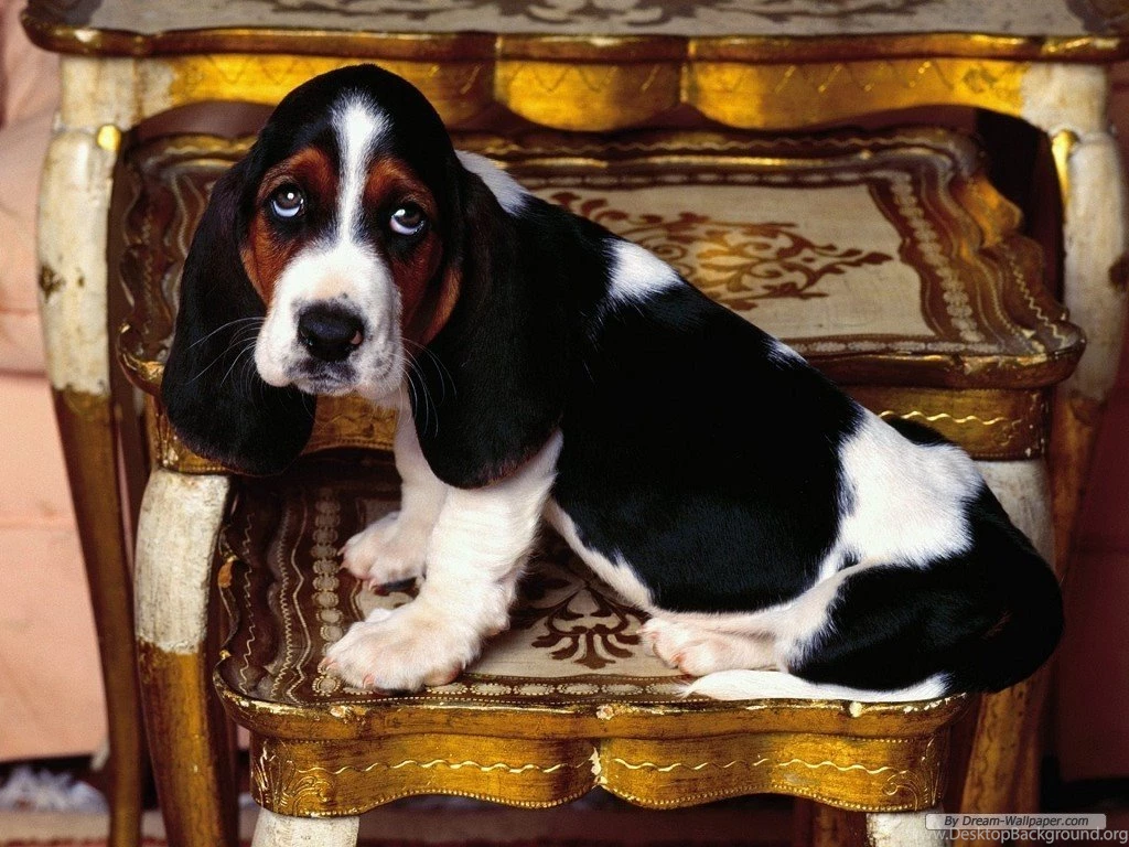 Basset Hound Wallpapers Dogs Wallpapers (7013786) Fanpop