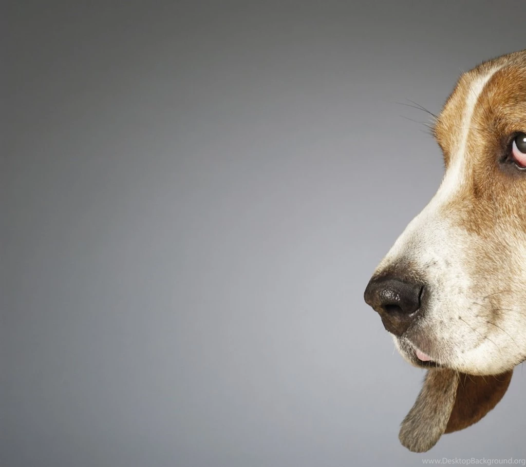 Download Wallpapers, Download 1080x960 Heavy Body Hush Puppy ...