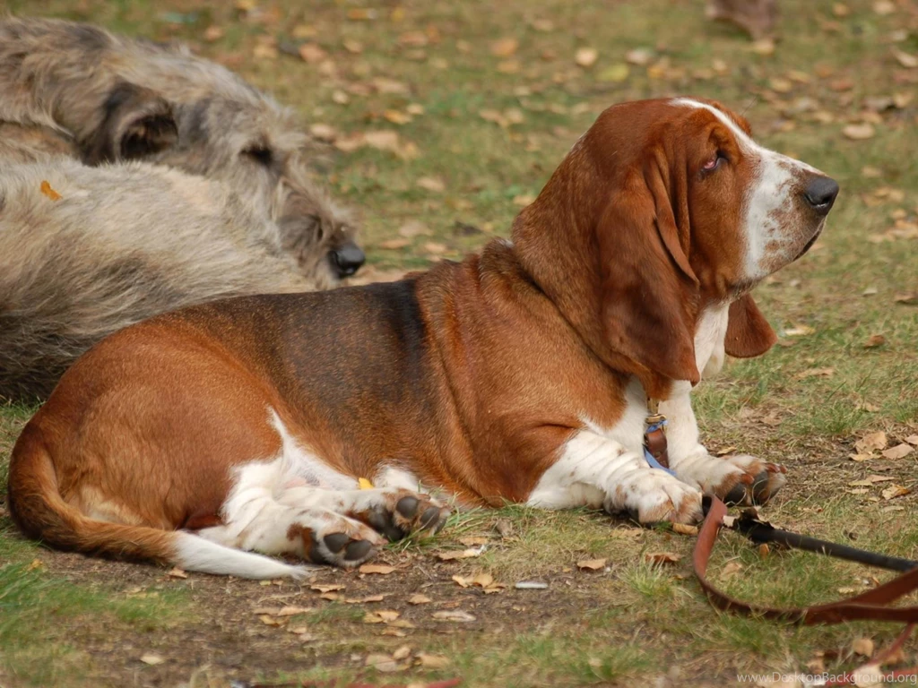 Basset Hound 1600x1200 Wallpapers,Basset Hound 1600x1200 ...