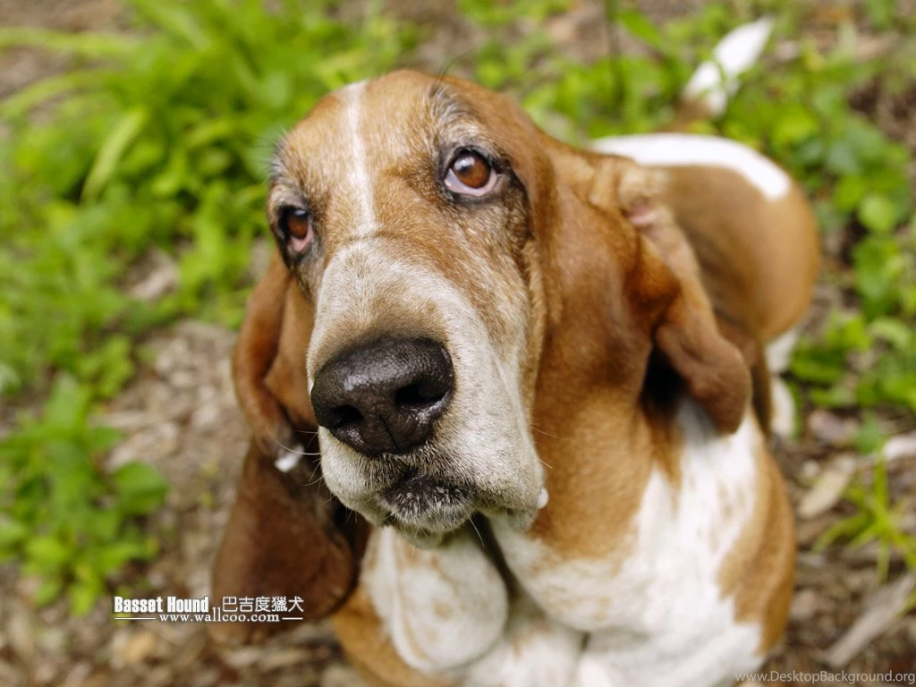 Basset Hound Portrait Photos Basset Hound Wallpapers 1024x768 NO ...