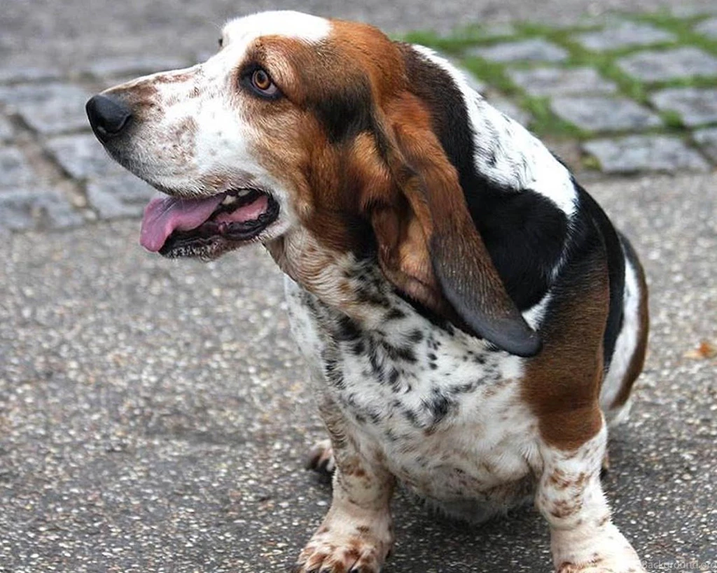 Basset Hounds Wallpapers Android Apps On Google Play