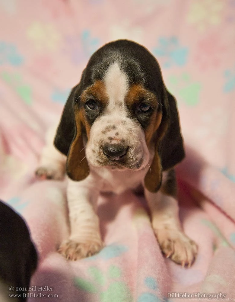 Newborn Basset Hound Wallpaper.