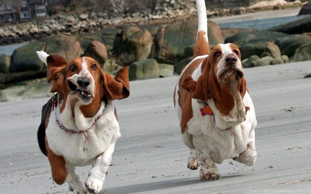 Basset Hound Lovely Face 1440x900 Wallpapers,Basset Hound 1440x900 ...
