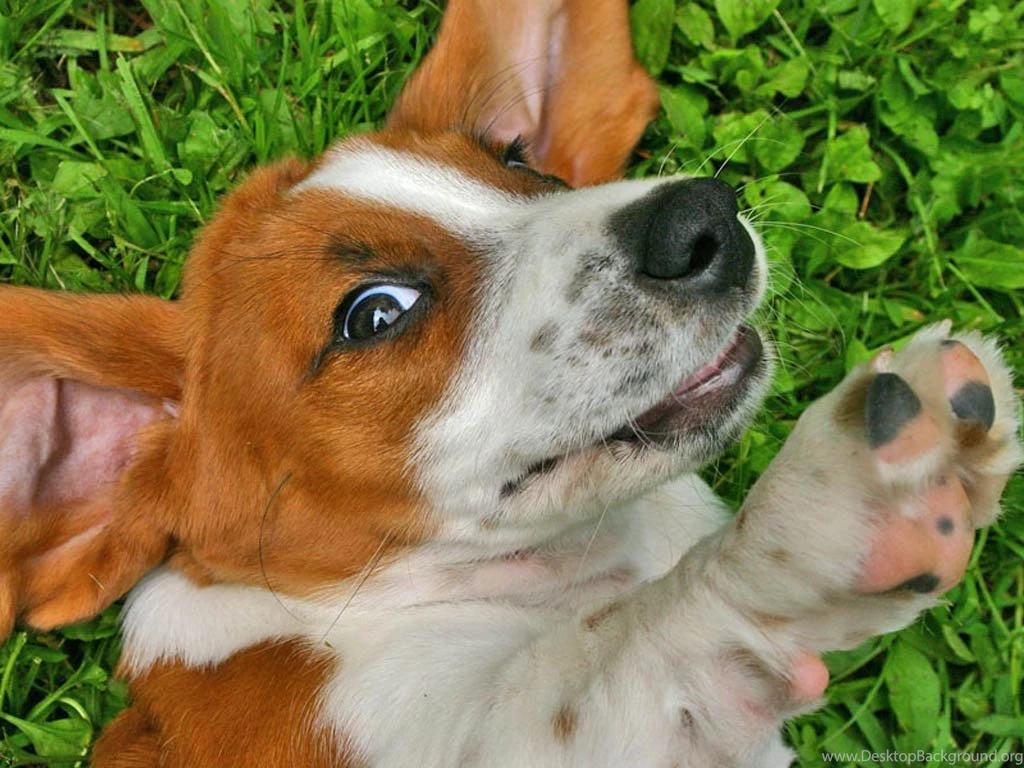 Index Of /user content/uploads/wall/o/42