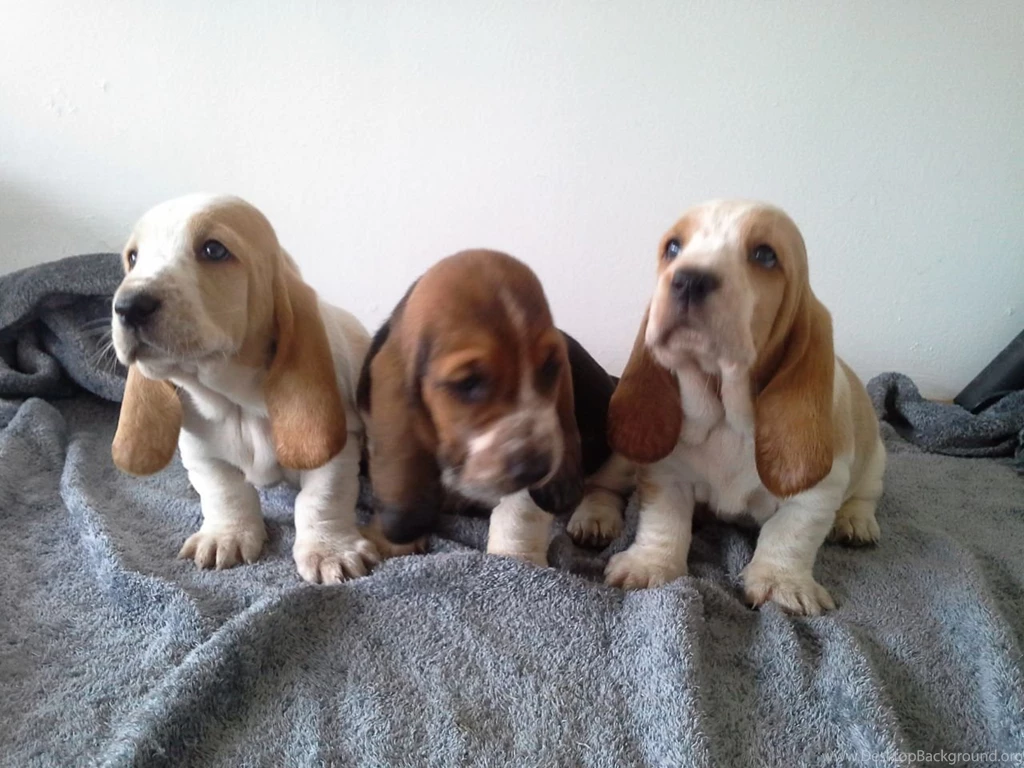Basset Hound Puppy 24 Cool Hd Wallpapers DogBreedsWallpapers.com