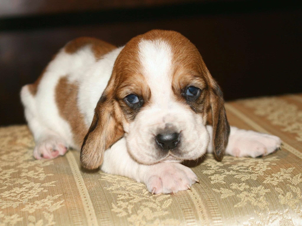 Index Of /user content/uploads/wall/o/56