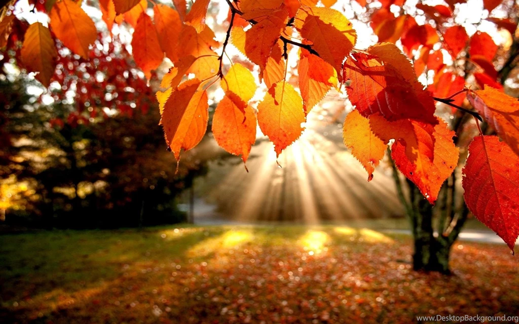 Wallpapers Of Fall Leaves Wallpapers