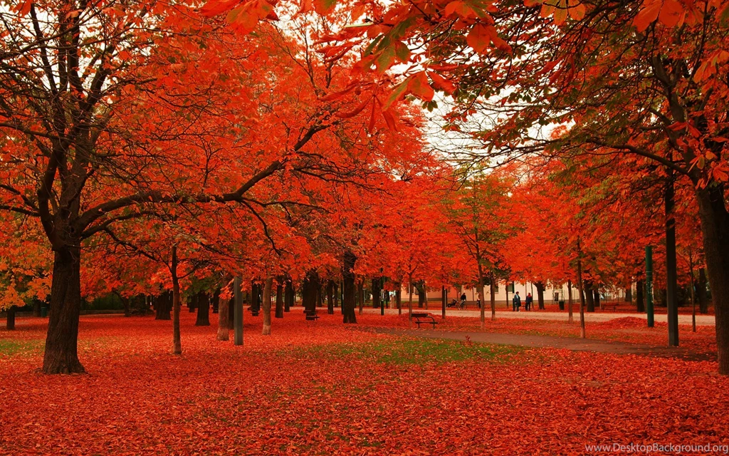 Autumn Foliage Wallpapers