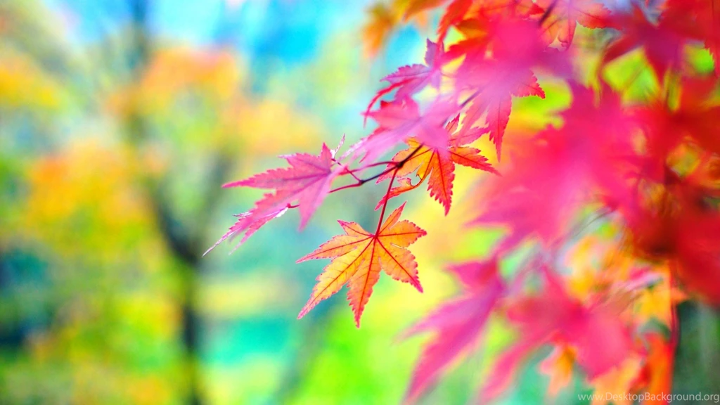 Autumn Leaves Wallpapers For Iphone For Desktop Uncalke.com