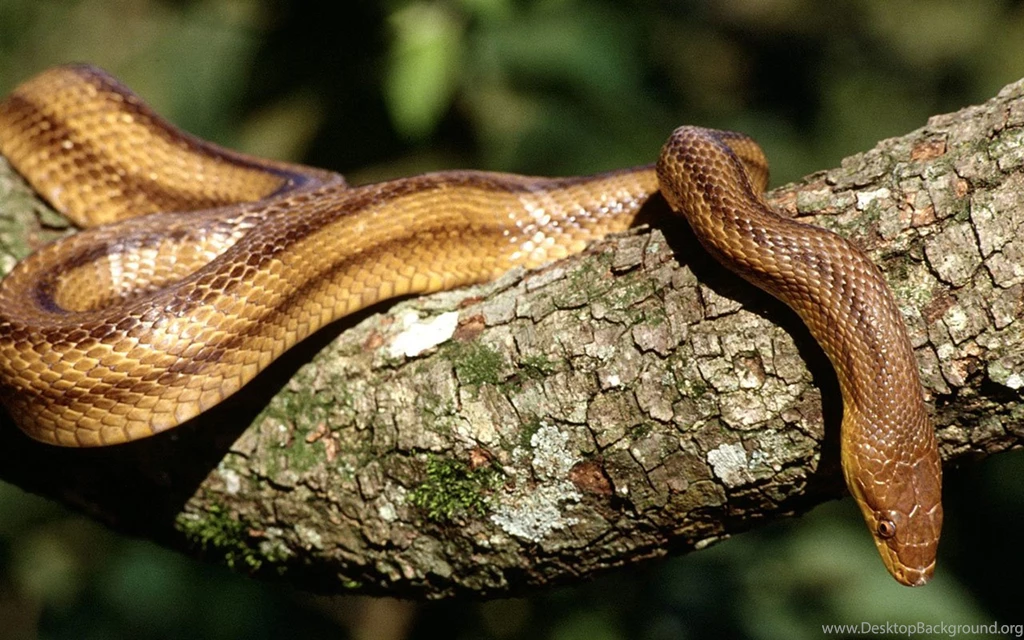 Snakes To High definition Close up Wallpapers 8 Animal Wallpapers ...