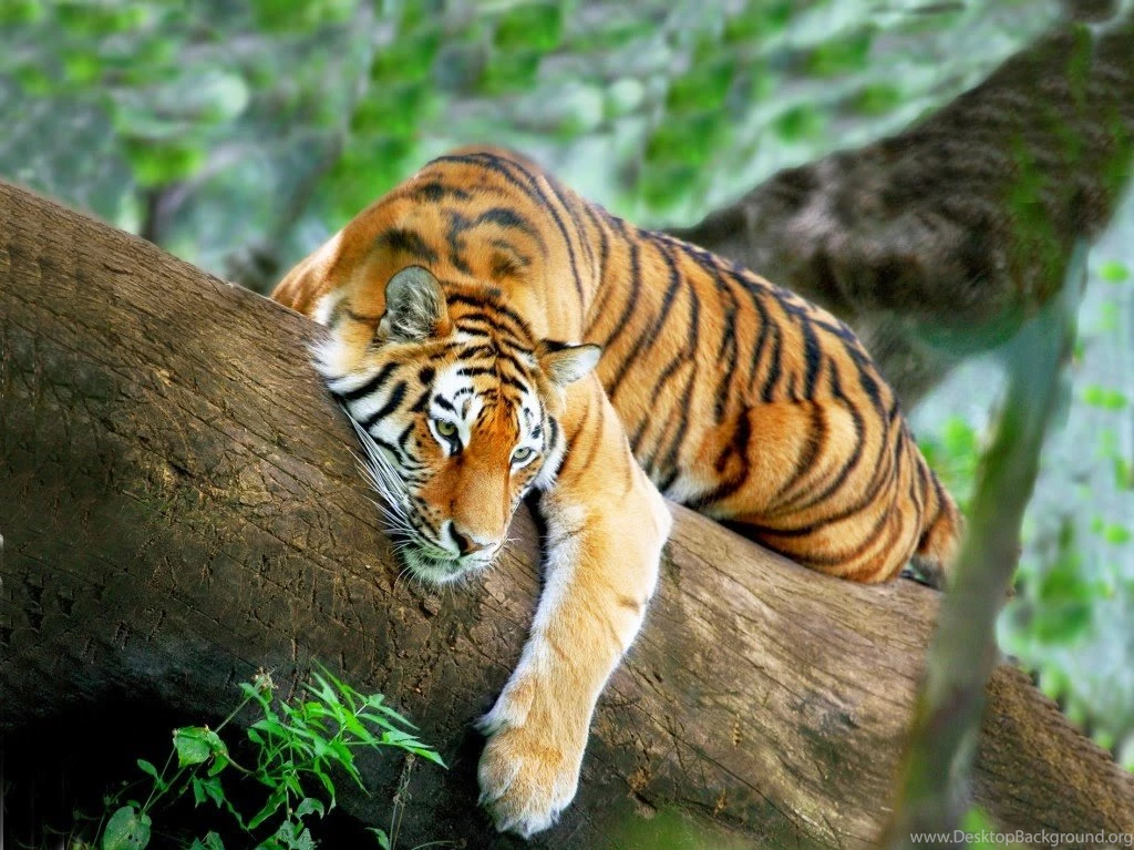 Wild Tiger Hd WallPapers Free Download