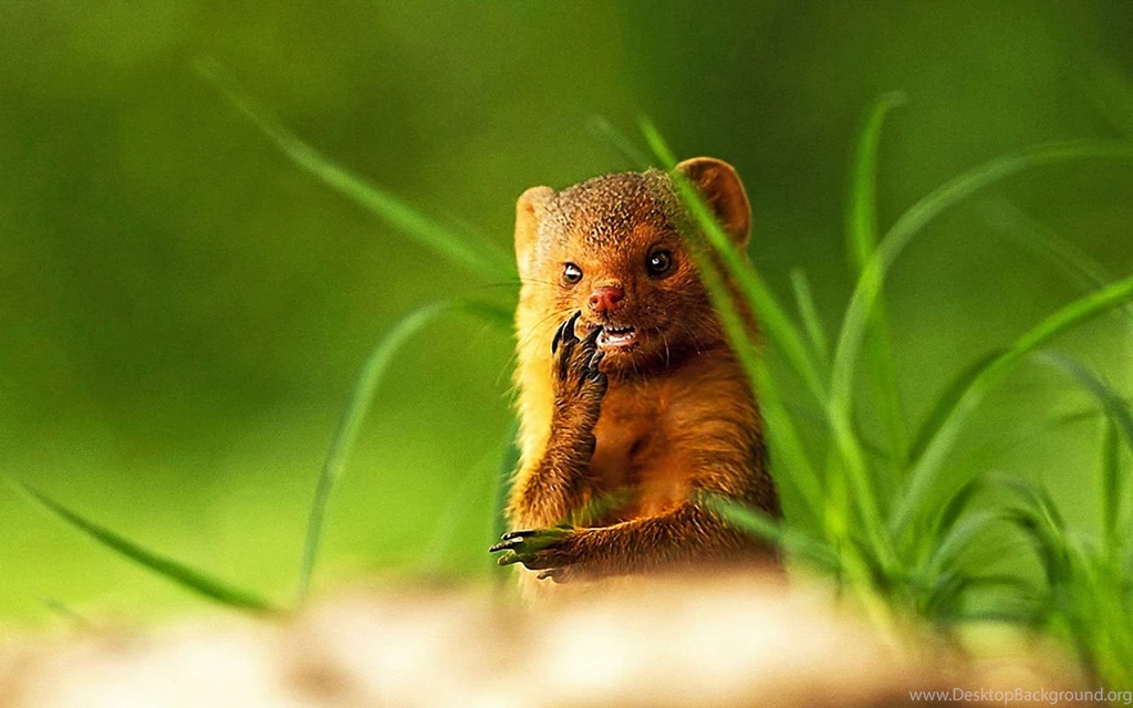Animals Of The World`s Geographic HD Wallpapers 14 - Animal ...