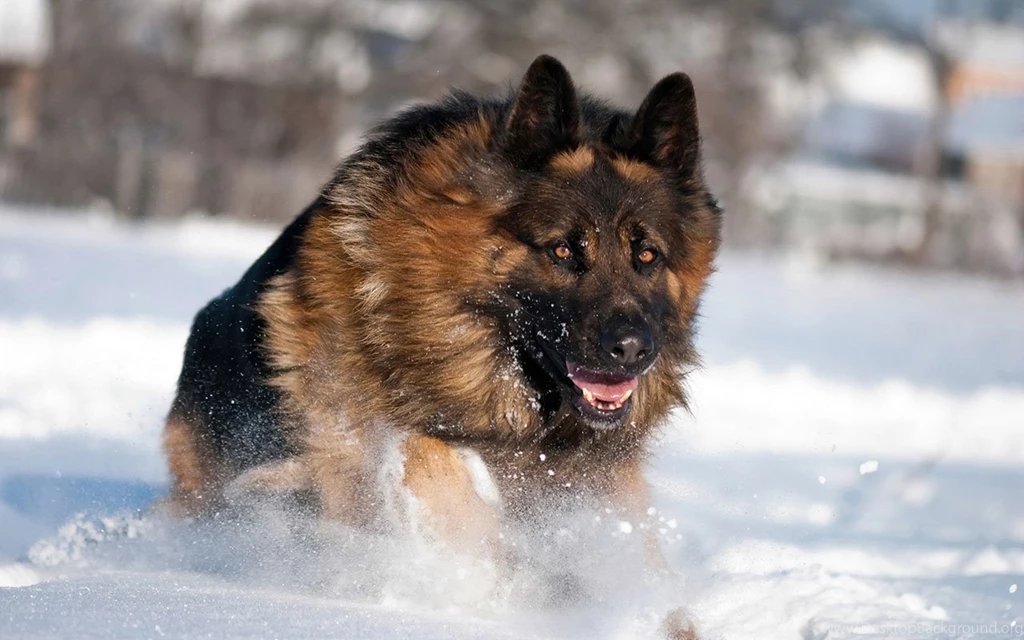 Wolf In Snow HD Wallpapers - Animal Wallpapers Free Download ...