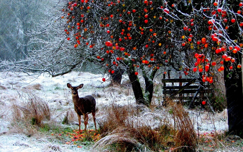 Animal Deer In Forest