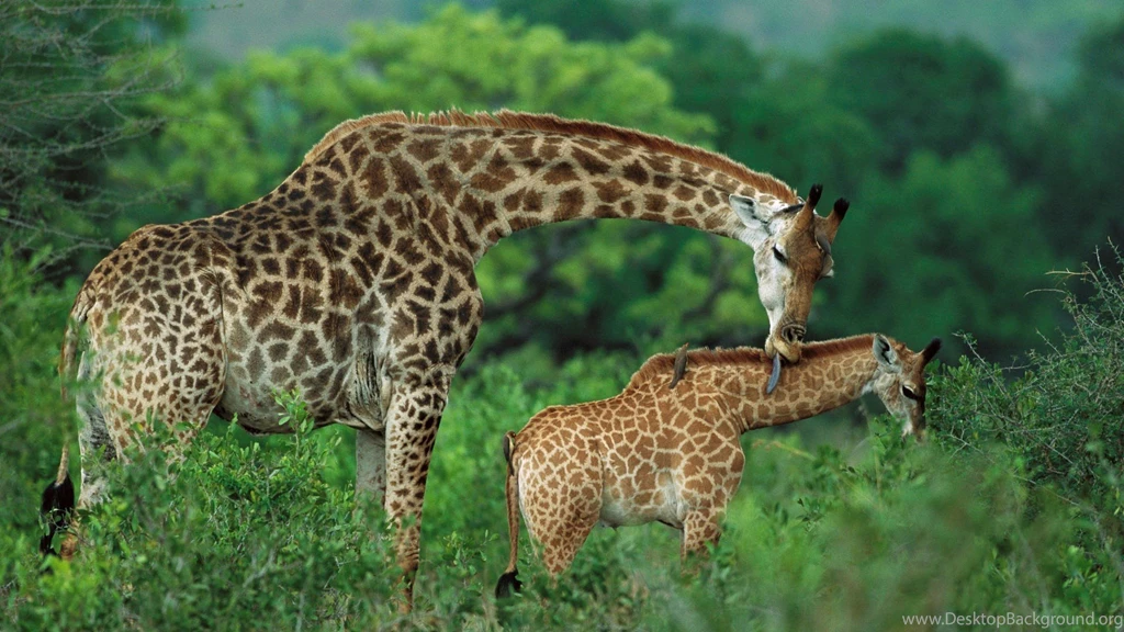Animals Wallpapers
