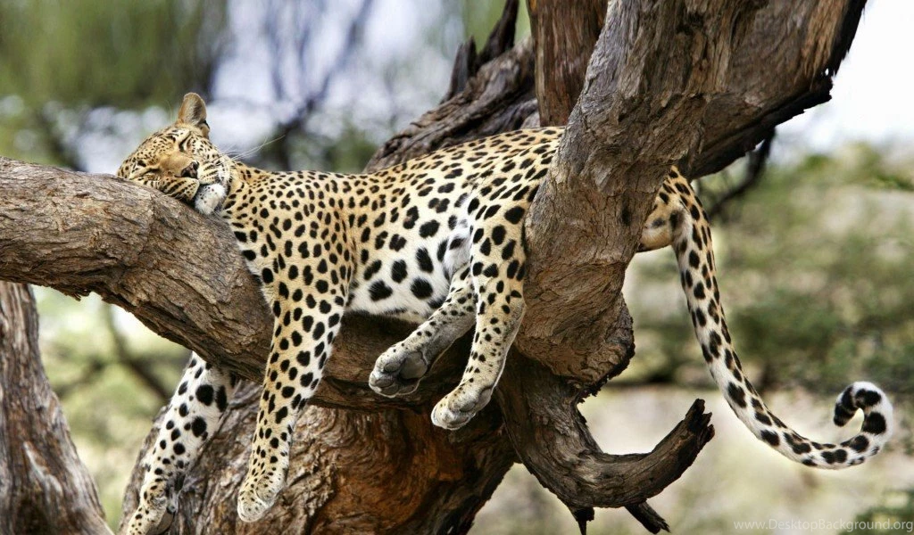 Jaguar Sleeping On A Tree Download Free Hd Wallpapers Of Jaguar ...
