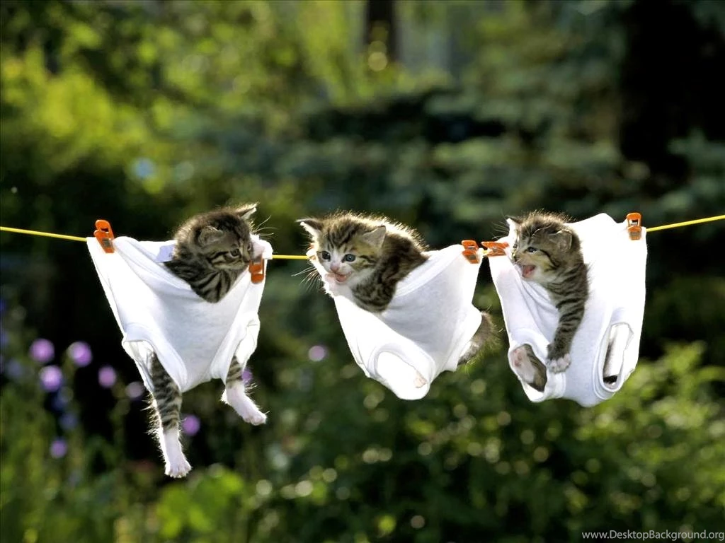 Wallpapers Autumn: Funny Animal HD Wallpapers Free Download