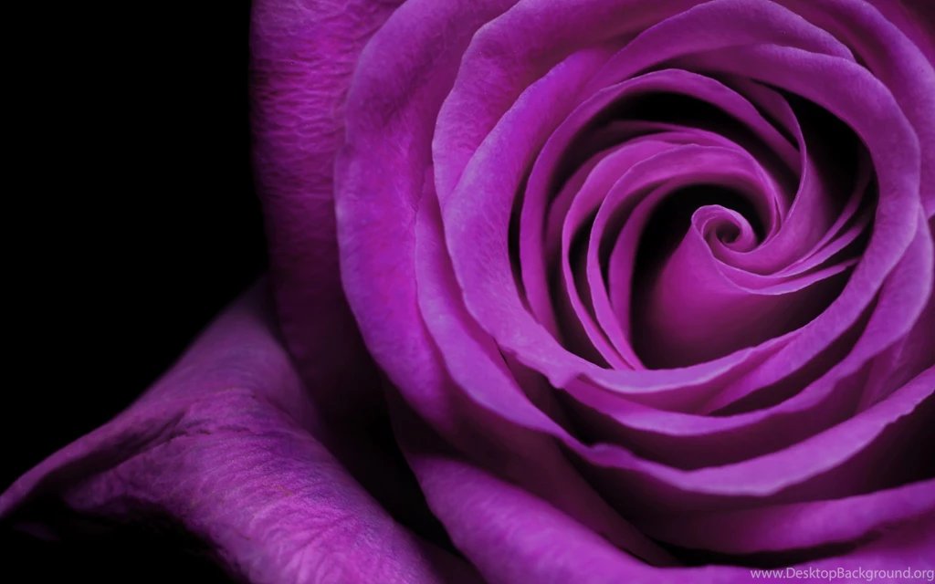 Flowers Wallpapers For Desktop Free Download