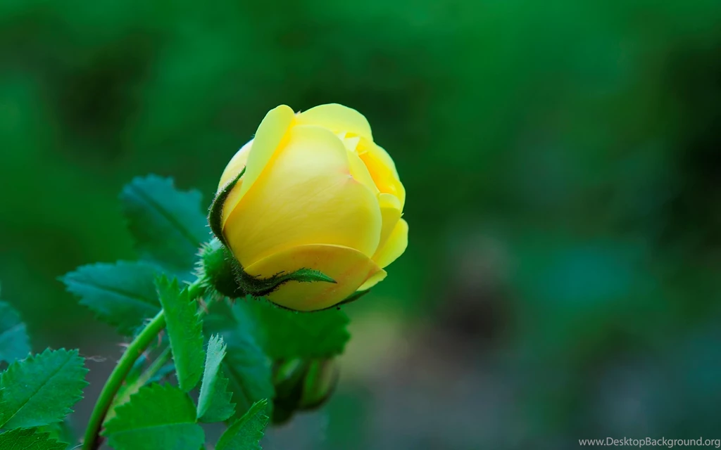 Beautiful Flowers Wallpapers Free Download Desktop Backgrounds