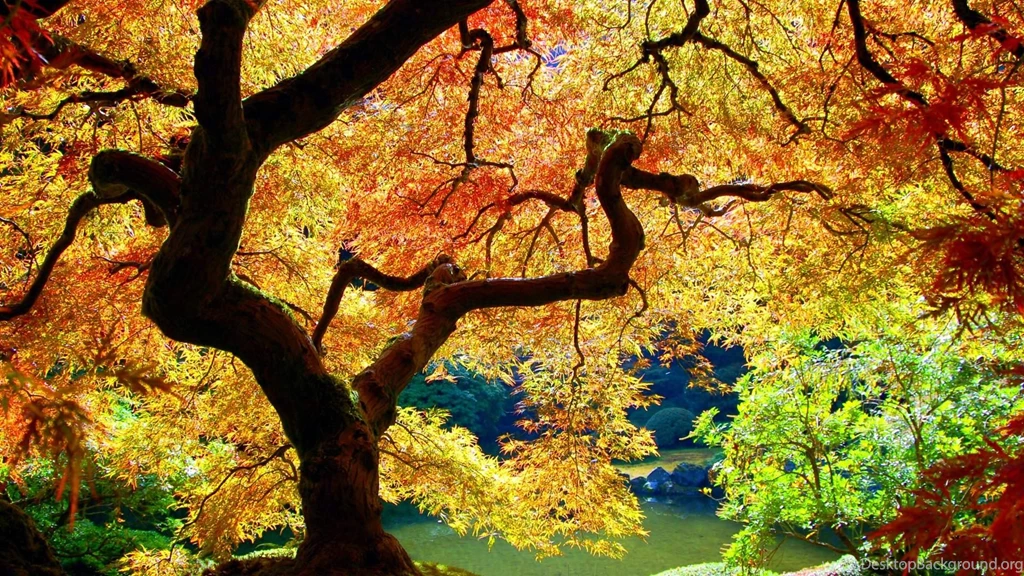 Maple Tree Wallpapers HD