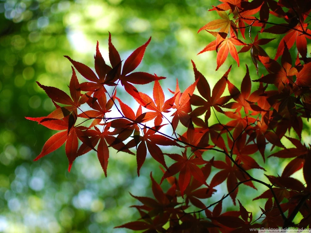Download Red Maple Tree Wallpapers Wallpapers Printed