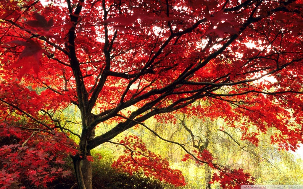46 HD And QHD Wallpapers Of Gorgeous Trees (Round 2)