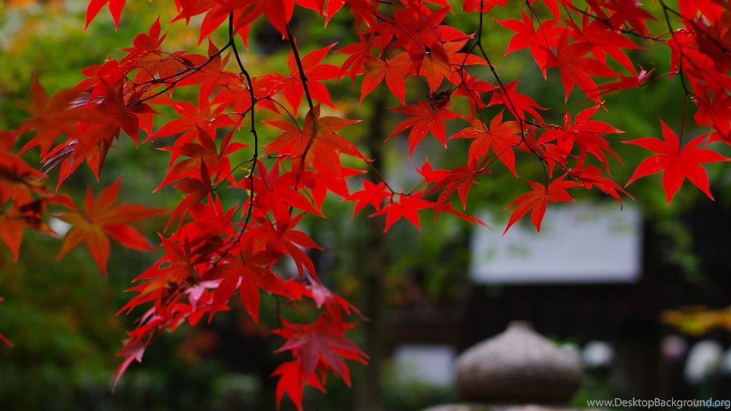 Autumn Maple Tree Wallpapers