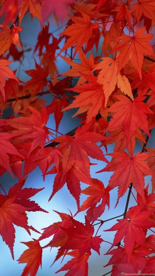 Maple Tree Lg Phone Wallpapers HD 540x960