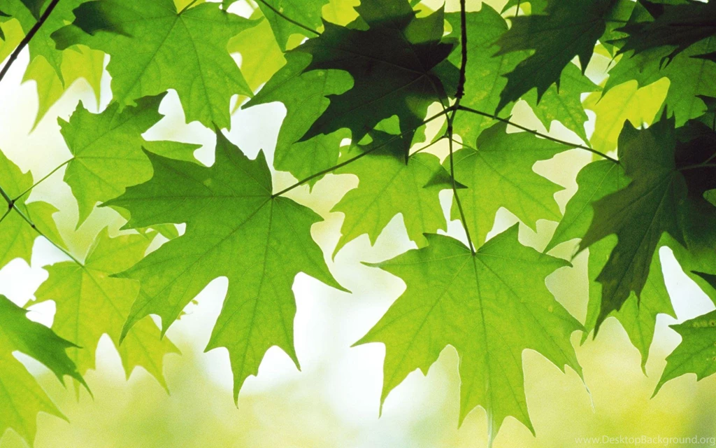 Leaves Of A Maple Tree >> HD Wallpaper, Get It Now!