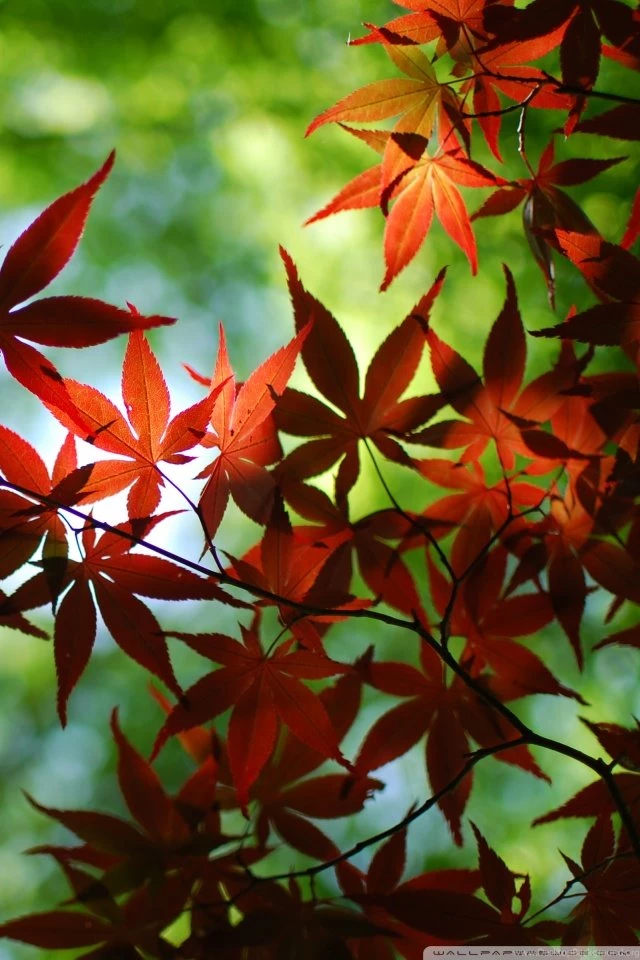 Red Maple Tree HD Desktop Wallpapers : High Definition : Fullscreen ...