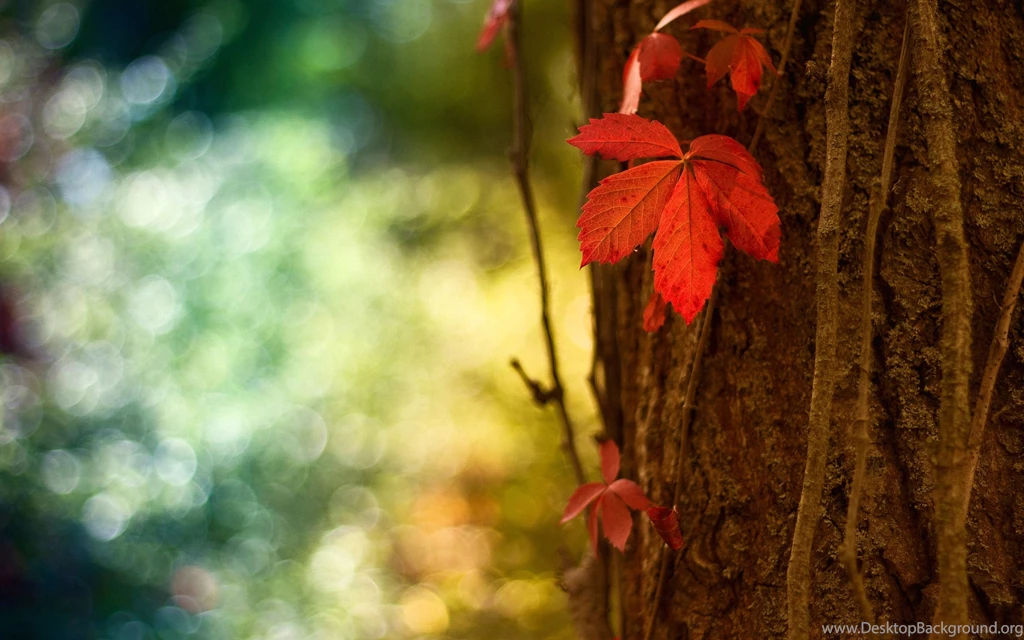 Autumn Maple Tree