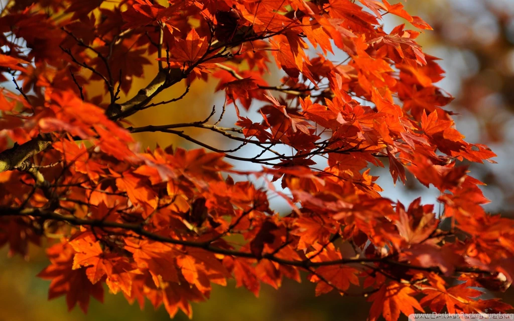 30 Maple Tree Wallpapers Pictures