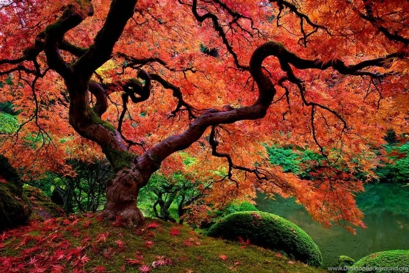 Maple Tree Wallpapers