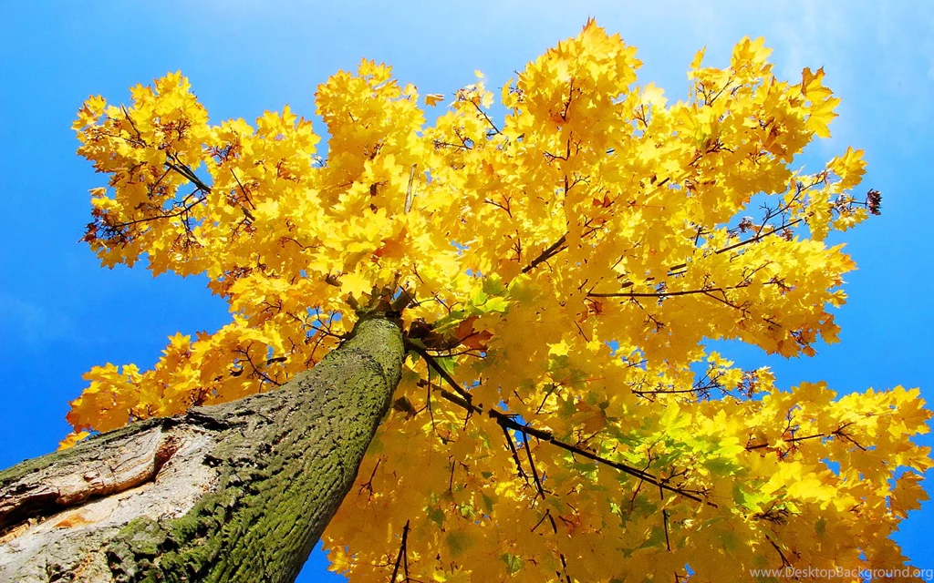 Autumn Maple Tree Wallpapers