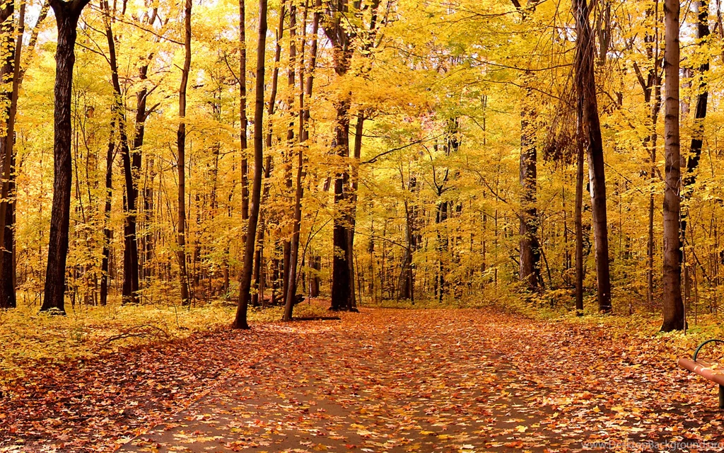 Yellow Maple Leaves And Tree Wallpapers 1680x1050 3649365