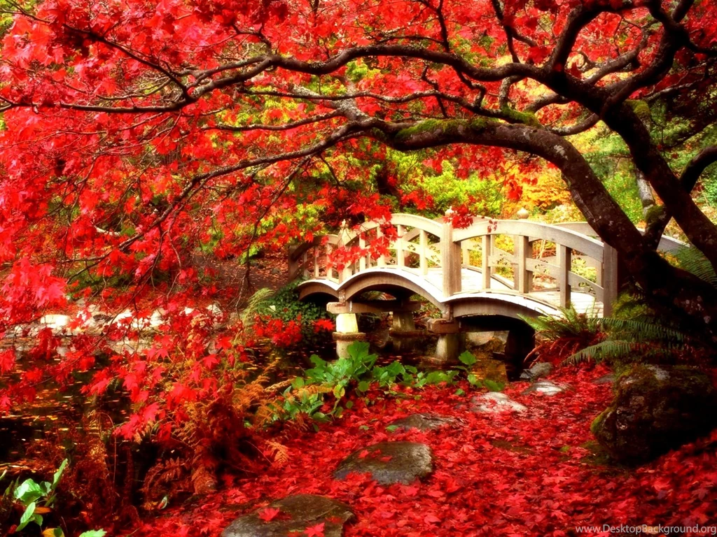 5 Maple Tree HD Wallpapers