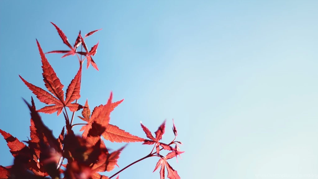 Maple Tree