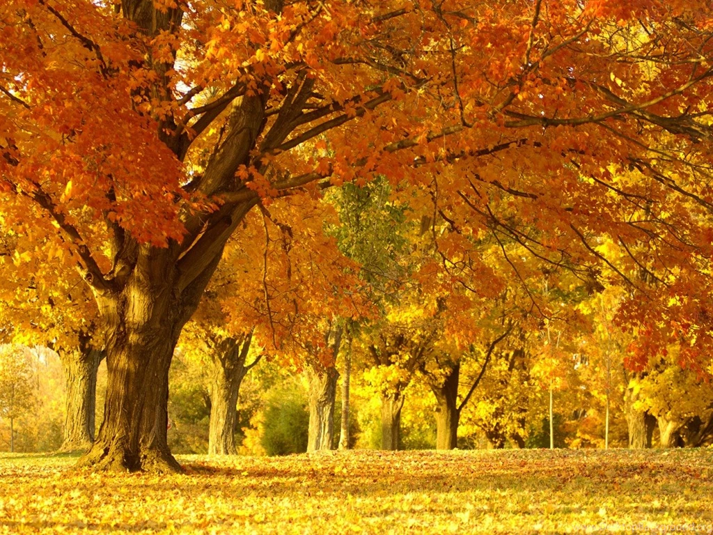 Maple Trees Top HD Wallpapers Id: 10529f Pacify Mind
