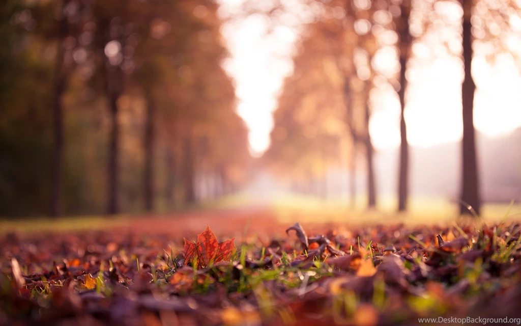 Maple Trees