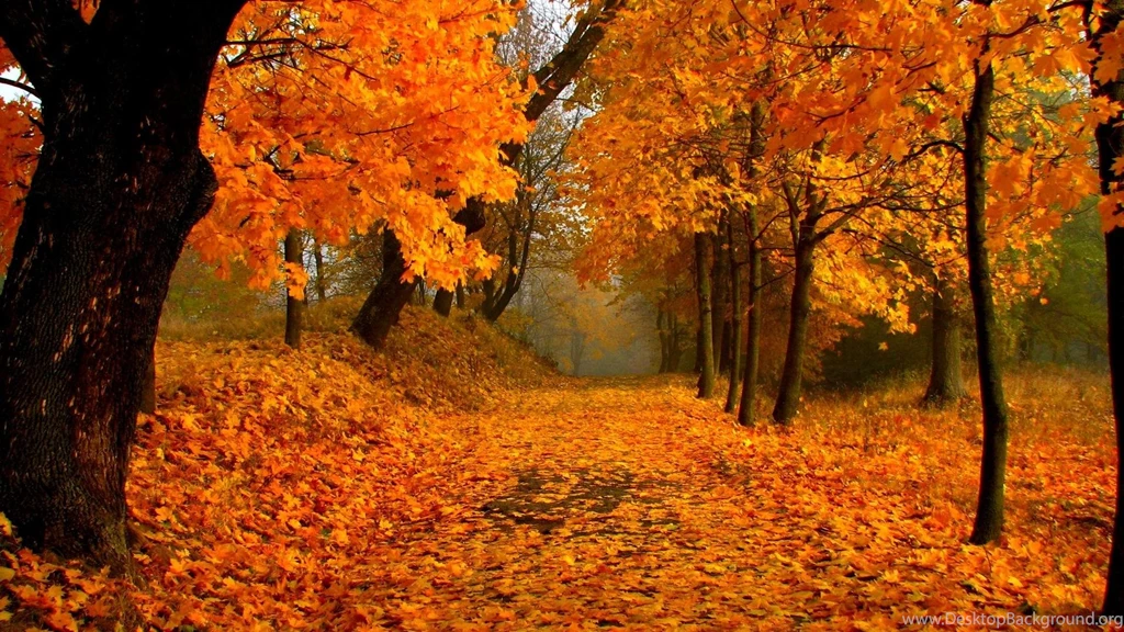 Wallpaper: Autumn Foliage, Forest, Path, Maple Tree, Maple Leafs ...