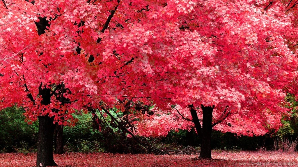 Nature Tree Beautiful Maple Autumn Red Wallpapers