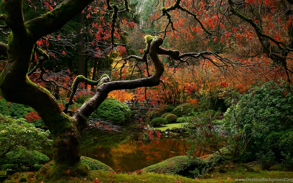 Desktop Wallpapers Japanese Maple