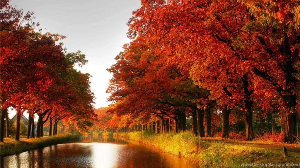 Wallpaper: Maple Trees, Autumn, Red Leaves, Canal, River ...