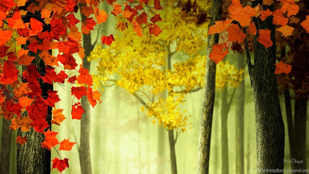 11 Maple Tree In Autumn Forest Hd Wallpapers Wallpapers List Maple ...