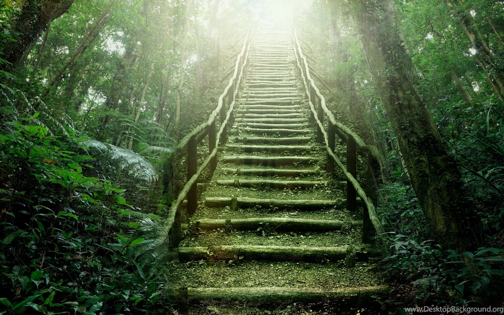 HD Rainforest Wallpapers