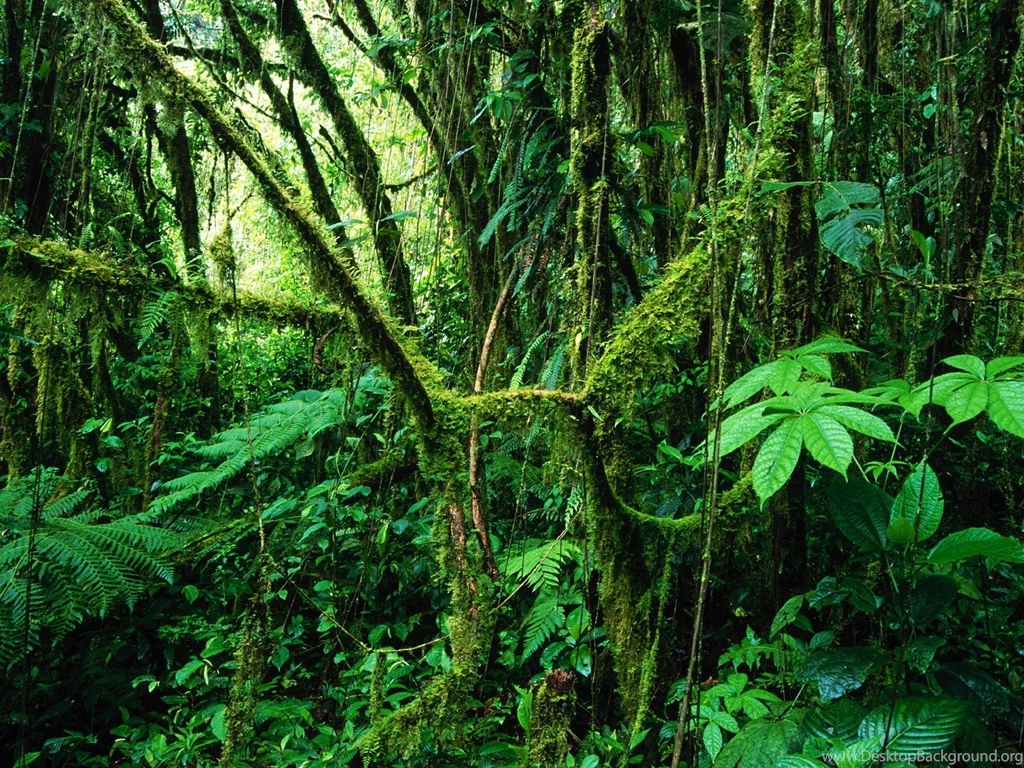 Amazon Rainforest Wallpapers Hd