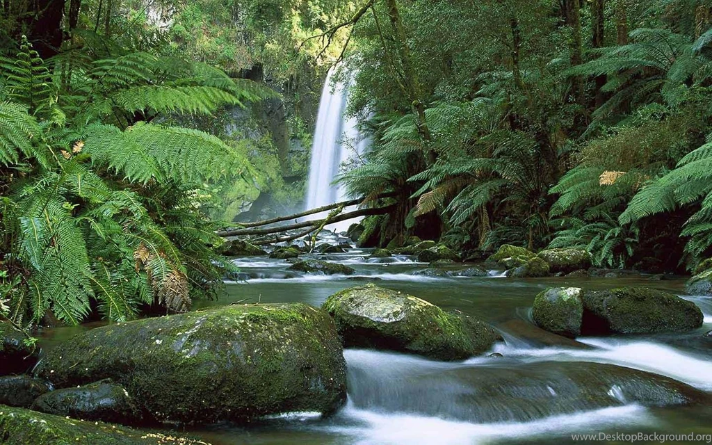 Rainforest Wallpapers Full Hd