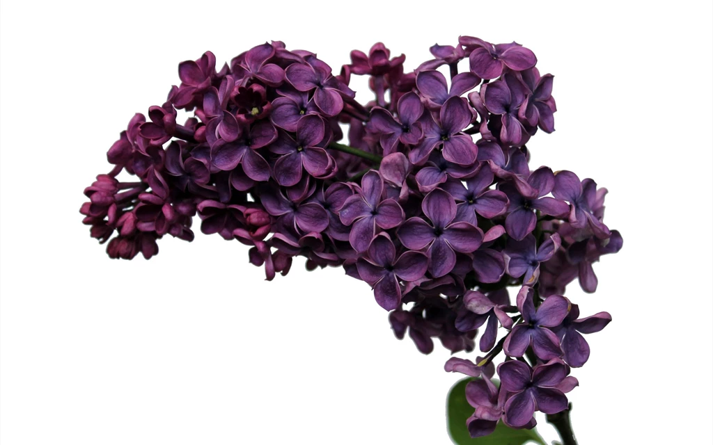Lilac, Flower, Wallpaper, Full, Screen, High, Resolution, Free ...